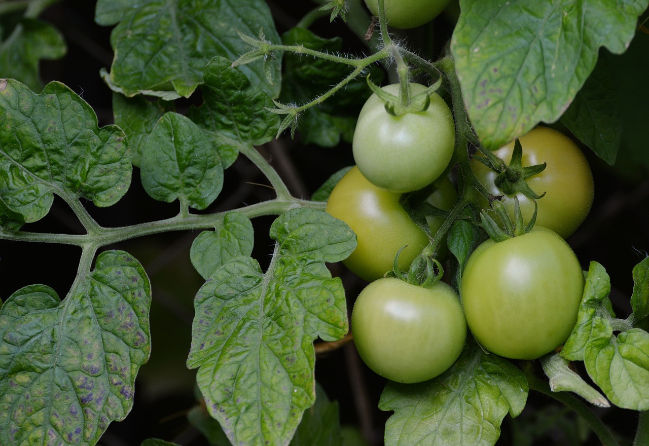 Green Fried Tomatoes