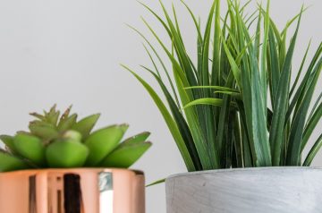 Green Heaven in a Pot