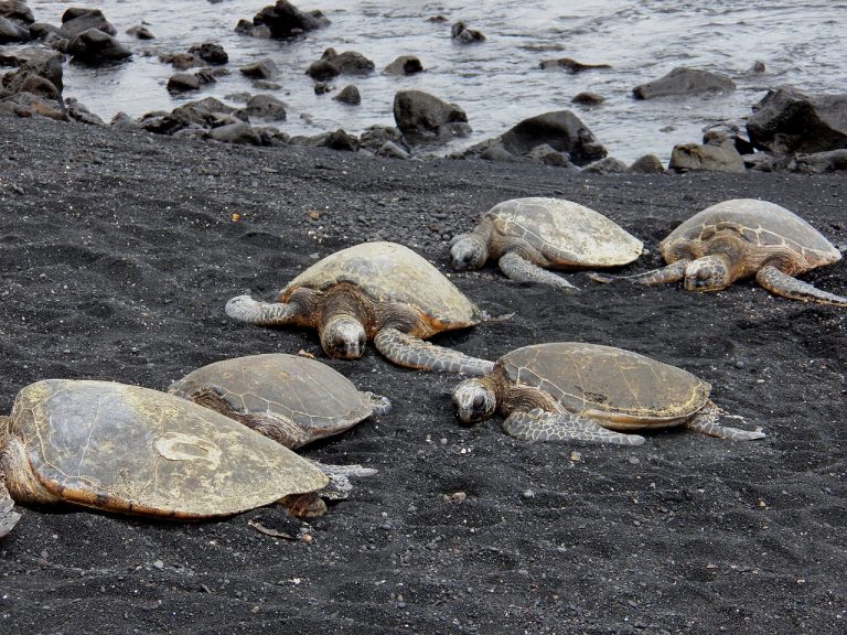 Turtles ( Candy)