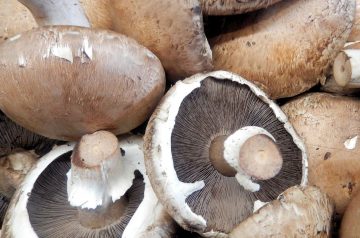 Grilled Balsamic- Soy Portabella Mushrooms