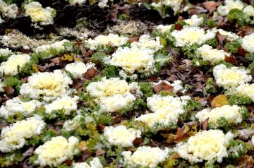 Ground Beef with Cabbage