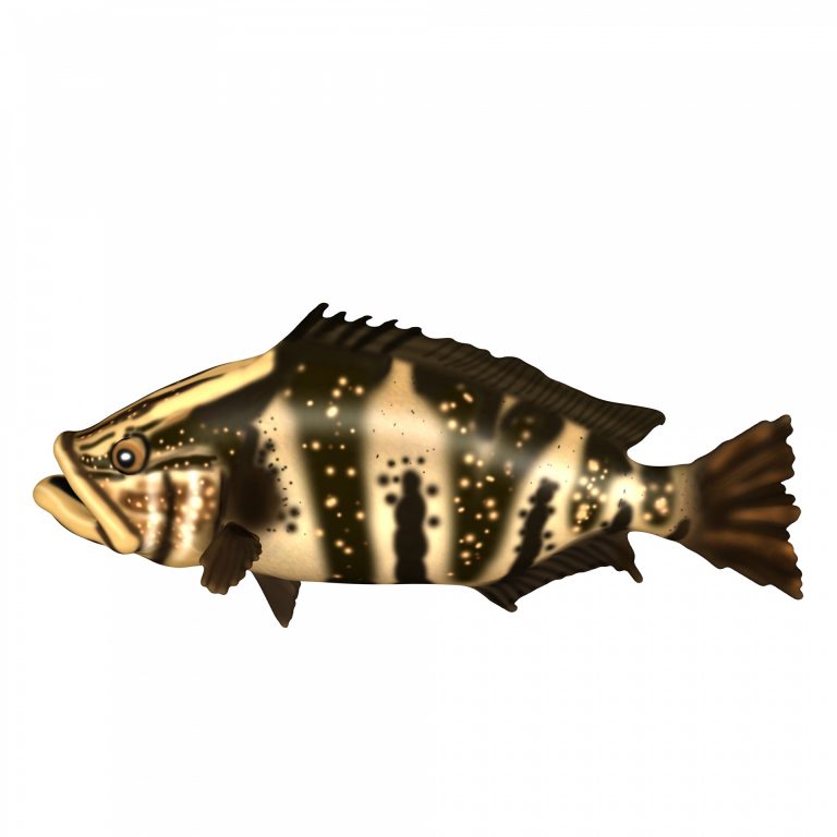 Grouper Nuggets