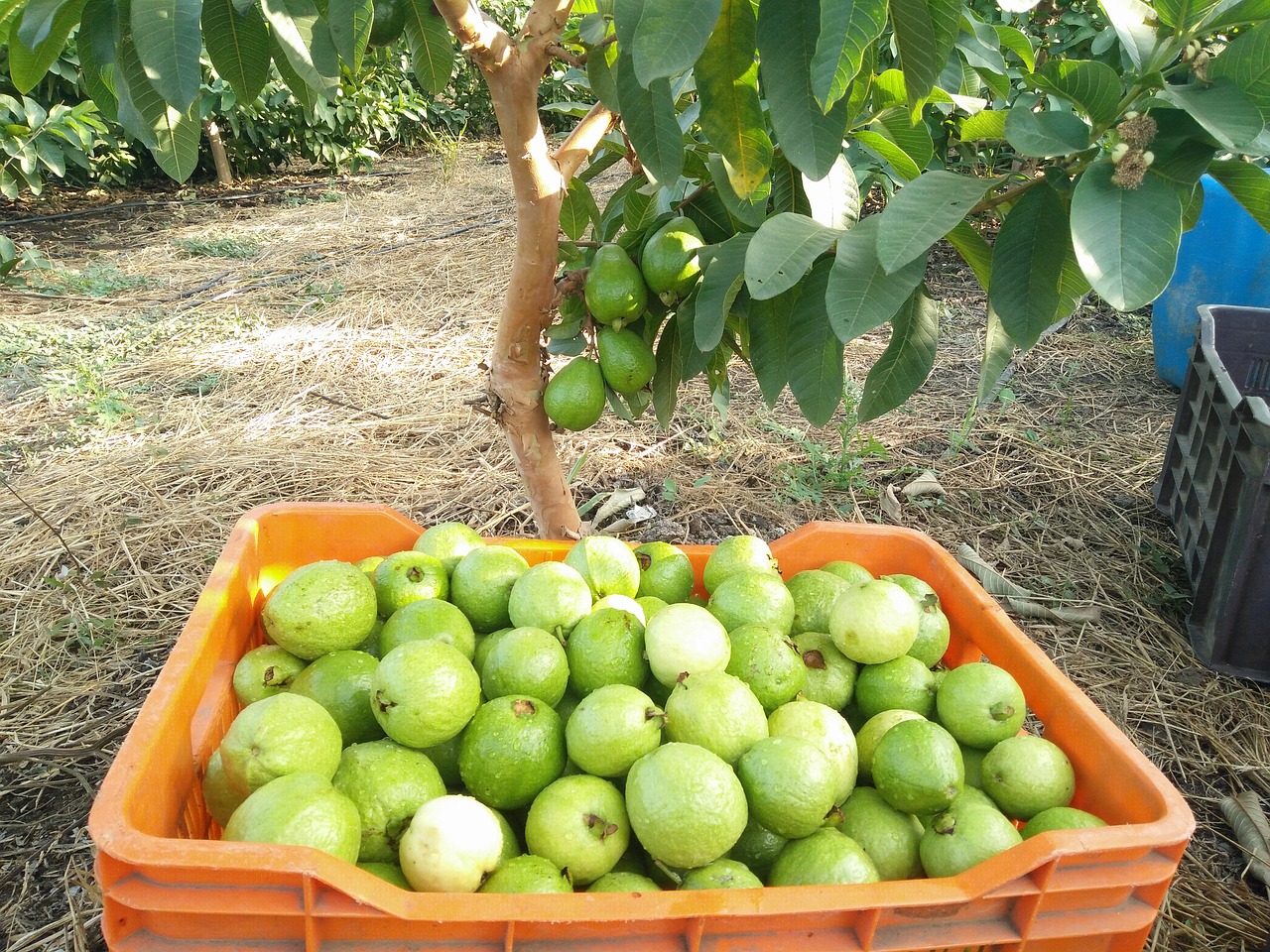 Bahamian Guava Duff