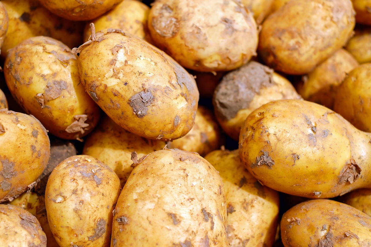 Harvest Potatoes