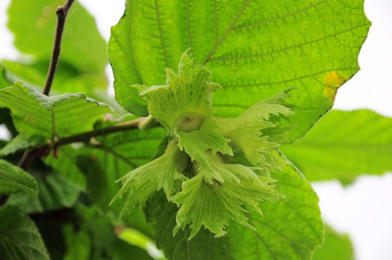 Hazelnut Torte