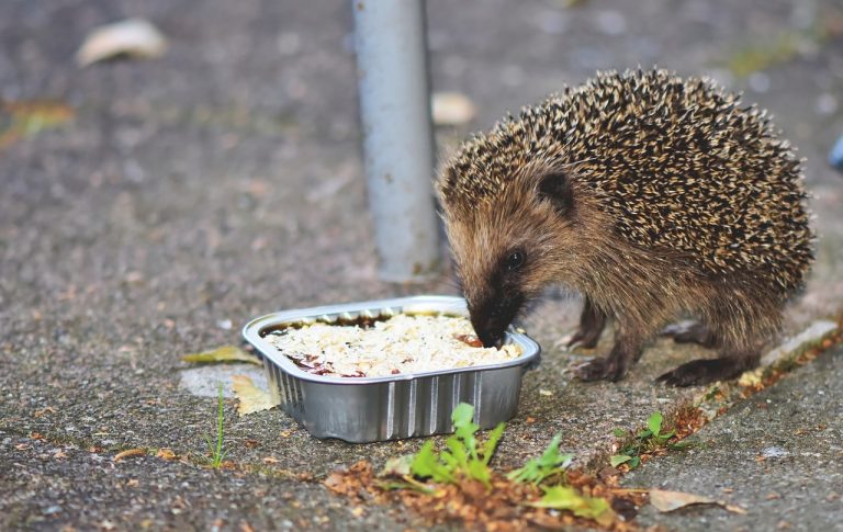 Hedgehog Meat Loaves