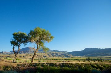 Hidden Valley Ranch Chicken