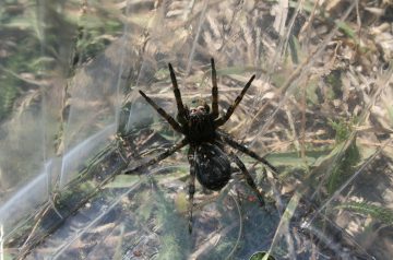 Hoisin Orange Chicken Bites