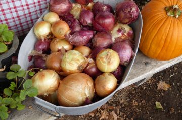 Honey-Baked Red Onions