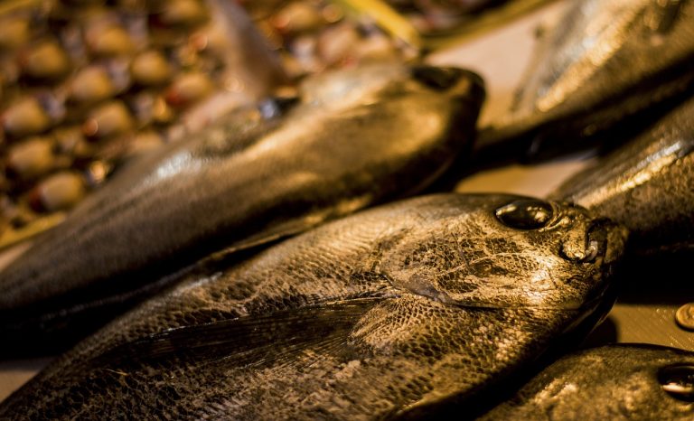 Honey Mustard Grilled Salmon or Tuna Steaks
