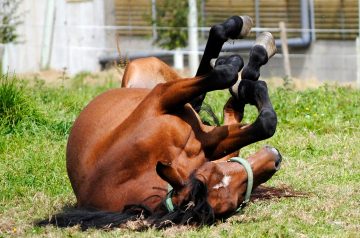 Kicked up Hanky Panky