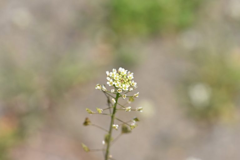 Horseradish Encrusted Salmon