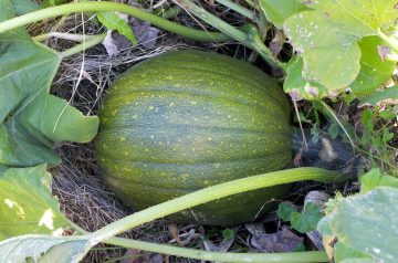 Microwave - Spaghetti Squash