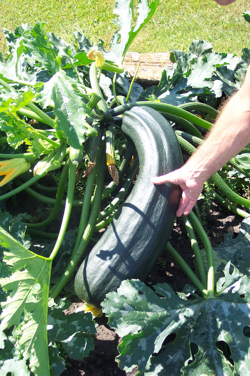 Simple Stuffed Zucchini or Squash