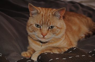 Uncle Hugo's Chicken