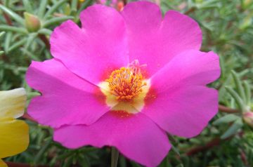 Impossible Cauliflower Quiche