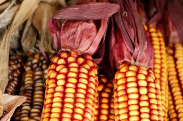 Indian Corn Pilaf