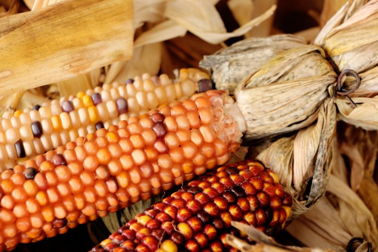 Indian Corn Stew