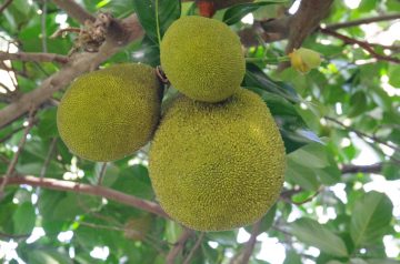 Jackfruit - jaggery kheer