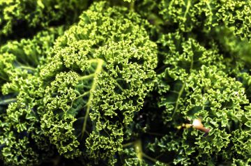 World's Best Braised Green Cabbage