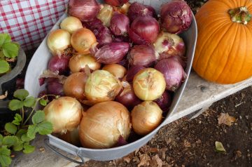 Last Minute Creamed Onions