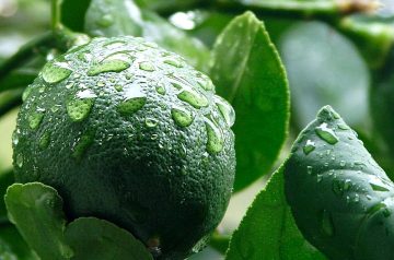 Chicken Breasts With Meyer Lemons