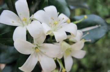 Lemon Blossoms (Paula Deen)