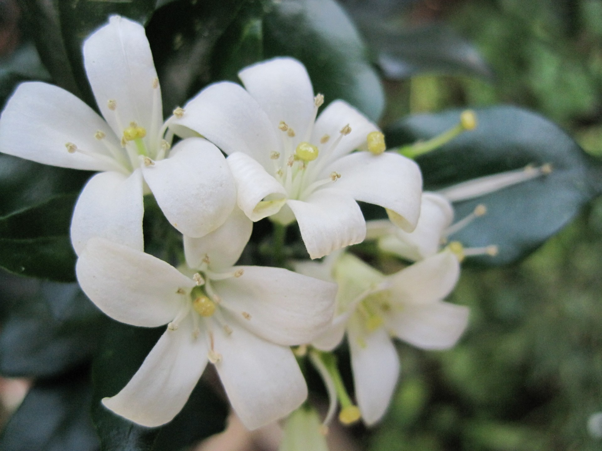 Lemon Blossoms (Paula Deen)