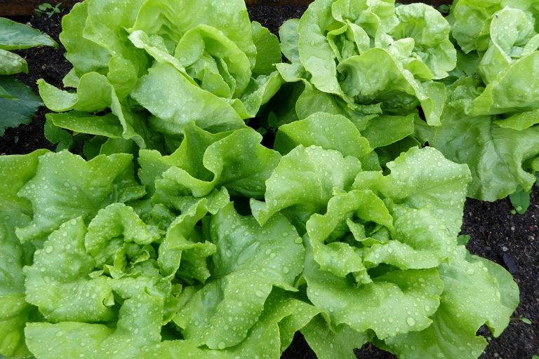 Tuna Fish Salad on a Bed of Lettuce