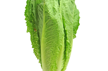 Crisp Romaine With Parmesan Dressing