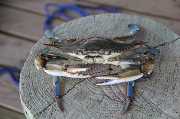 Louisiana Style Crab Nibblers