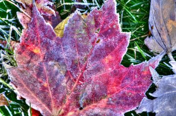 Maple Frosted Figgies
