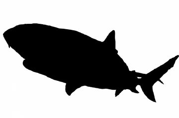 Marlin (or Shark) Espanole