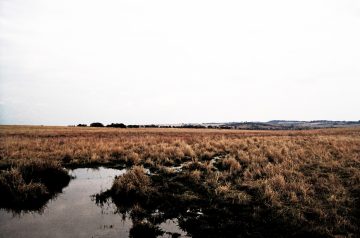 Marshy Mellows