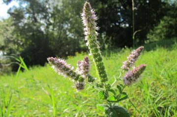 Ginger Chicken With Mint