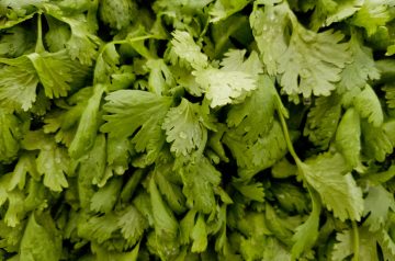 Mexican Cold Cucumber Cilantro soup