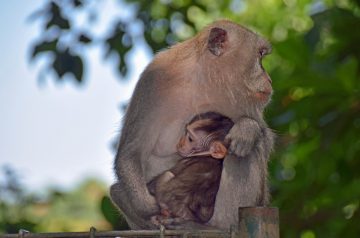 Monkey Lovin' Mocha  Mouthfulls