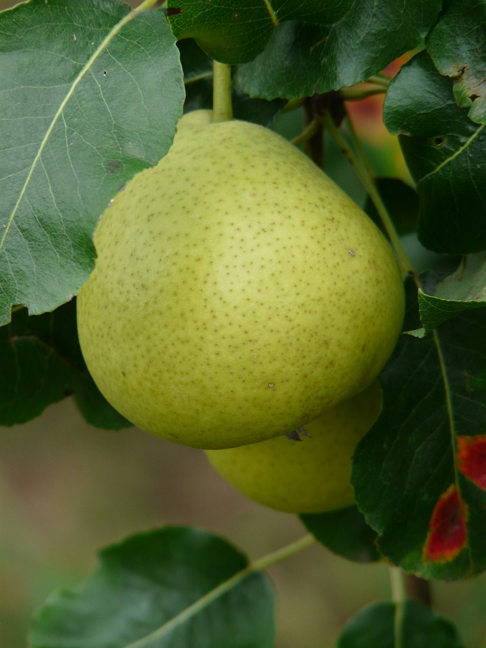 Pear Clafouti