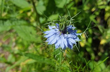 Mozzarella in Carrozza - Nigella Lawson