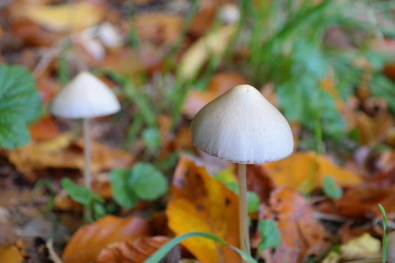 Mushroom Cap Neptune