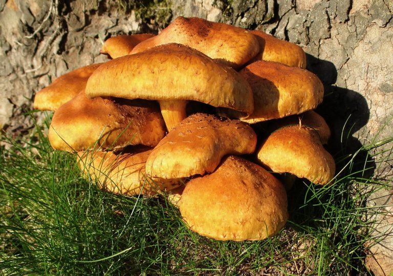 Mushroom Chicken With Honey Mustard