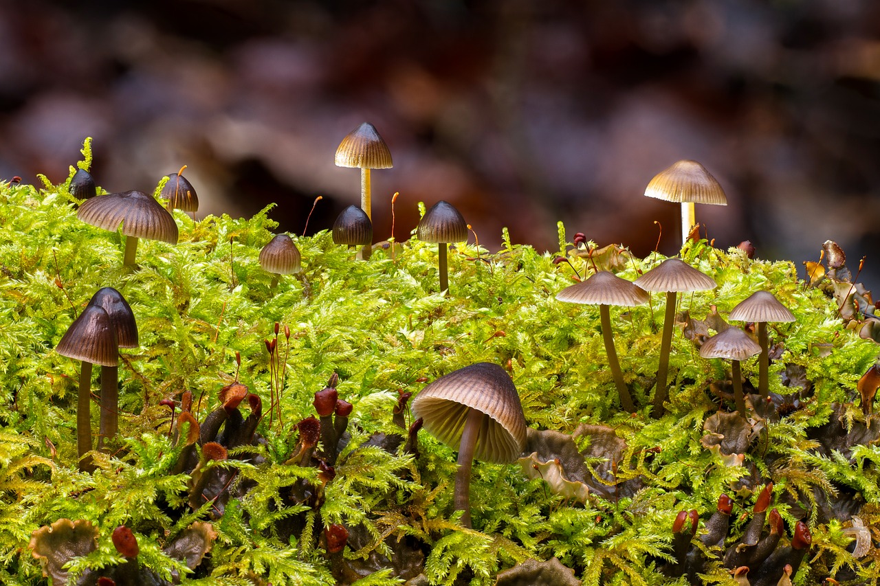 Mushroom Rarebit