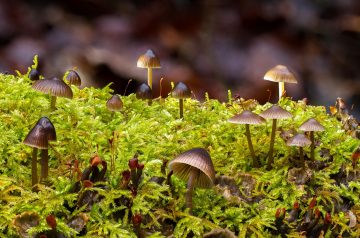 Mushroom and Herb Pilaf