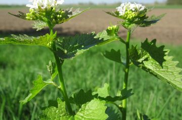 Mustard Hp (Or A-1) Sauce Meatloaf