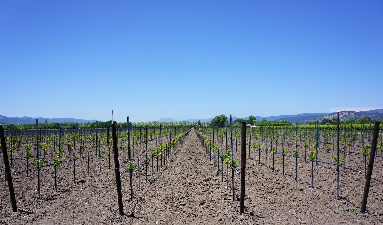 Napa Valley Corn