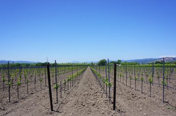 Napa Valley Chicken Bake