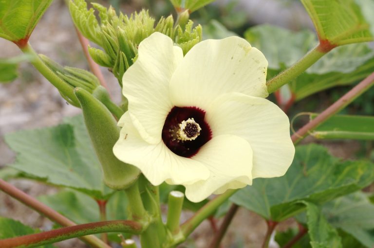 Okra on the side