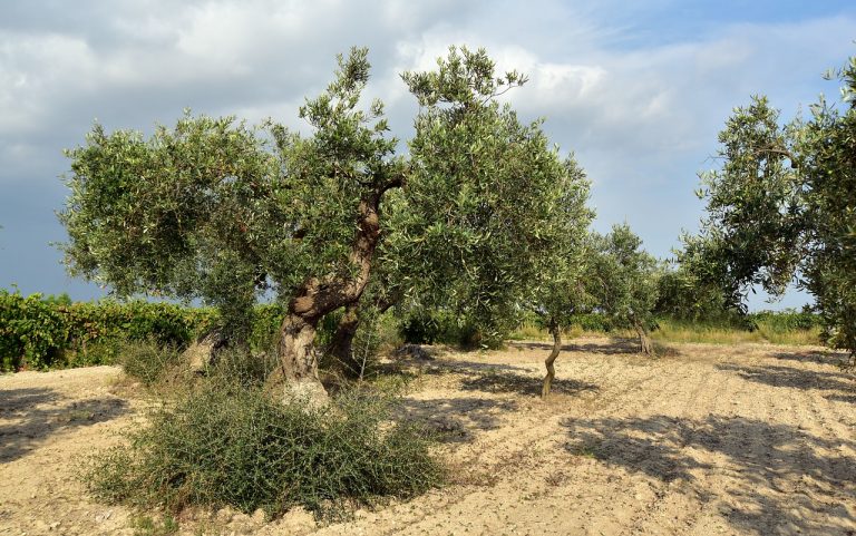 Warm Imported Olive Appetizer