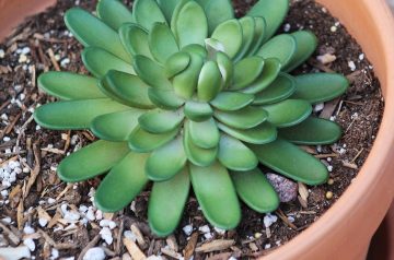 One Pot Southwestern Chicken Casserole