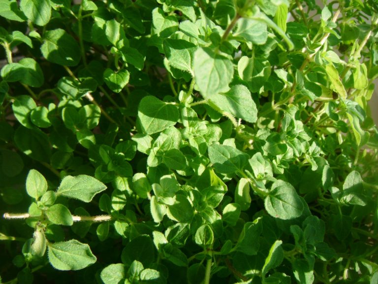 Onions and Thyme
